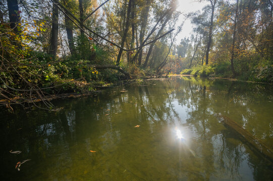 View of sunlight glints on the tranquil river winding through a lush forest, with fallen branches adding depth to the scene, Bodiky, Trnava Region, Slovakia.