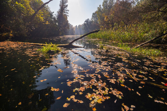 View of autumn leaves float serenely on the tranquil waters, reflecting the soft sunlight filtering through the trees, Bodiky, Trnava Region, Slovakia.