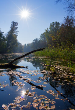 View of sun-drenched waters reflecting the sky and trees, with fallen leaves and a submerged branch creating a serene, autumnal scene, Bodiky, Slovakia.