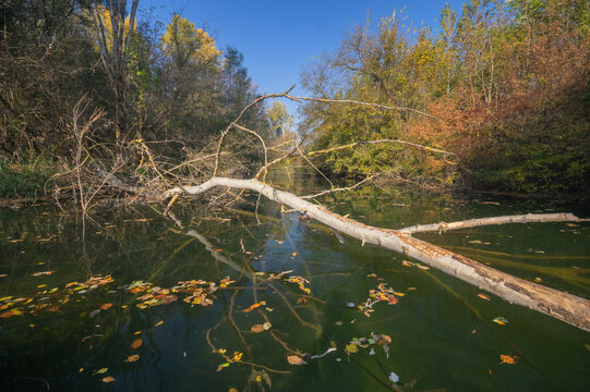 View of fallen tree trunk stretches across the tranquil, dark waters reflecting the colorful autumn foliage, Bodiky, Trnava Region, Slovakia.