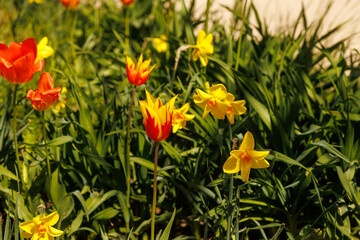 Obraz premium Mixed tulips and yellow daffodils growing in lush green garden bed