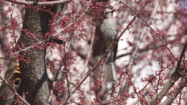 Brown-eared Bulbul Pecking at Red Flower Buds