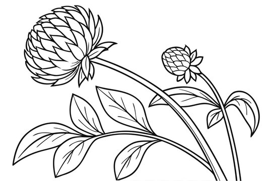 coloring page line art the globe amaranth flower black vector