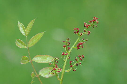 Macro View of Reddish Menengic (Pistacia Terebinthus) Flowers  and Branch with fresh green leaves Blooming on a Green Stem in Spring on Green Background