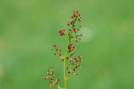 Macro View of Reddish Menengic (Pistacia Terebinthus) Flowers Blooming on a Green Stem in Spring