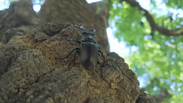 Bottom-up view of Greater Stag Beetle (Lucanus cervus) moving ponderously upward of gnarled old tree trunk ward on it deeply grooved bark. Stag Beetle is moving up on rough tree in it crown background