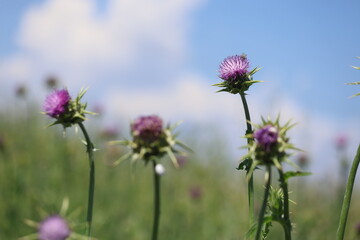 Fototapeta premium Purple milk thistle flowers (Silybum marianum) blooming in a meadow with a soft green bokeh background 