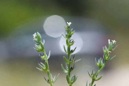 Close-up of Wild Field Gromwell (Buglossoides Arvensis) with Tiny White Flowers and Hairy Leaves in a Spring Meadow