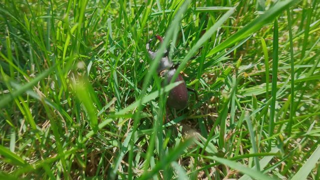 Stag Beetle is crawling, pushing its way through tall thick grass. European Greater Stag Beetle (Lucanus cervus) with big mandibles clumsily moves in thickets green grass on sunny summer day.