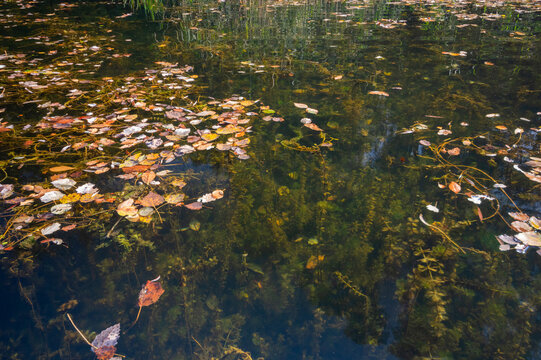 View of autumn leaves gently floating on the dark waters of an oxbow lake, reflecting the sky, with aquatic plants below, Bodiky, Trnava Region, Slovakia.