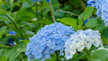 初夏の庭園に群生する鮮やかな青色の紫陽花。緑豊かな葉の間から顔を出す美しい花々と自然な光の描写。梅雨の季節を象徴する爽やかな日本の風景写真。背景やWebサイトのメインビジュアルに適した素材。 © Kazutaka