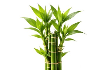 Obraz premium Fresh bamboo fortune plant with bright green leaves on white background