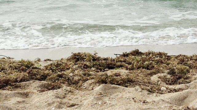White foam from gentle waves rolls onto the sandy beach. Piles of dried seaweed rest on the shore, creating a raw and natural feeling. The scene is calm, cool, and very peaceful.