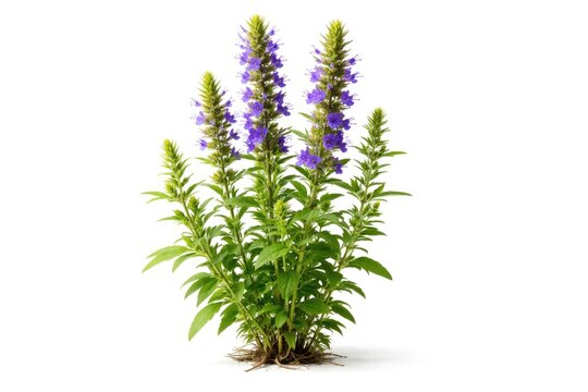 Detailed view of a hyssop plant isolated on a bright white backdrop
