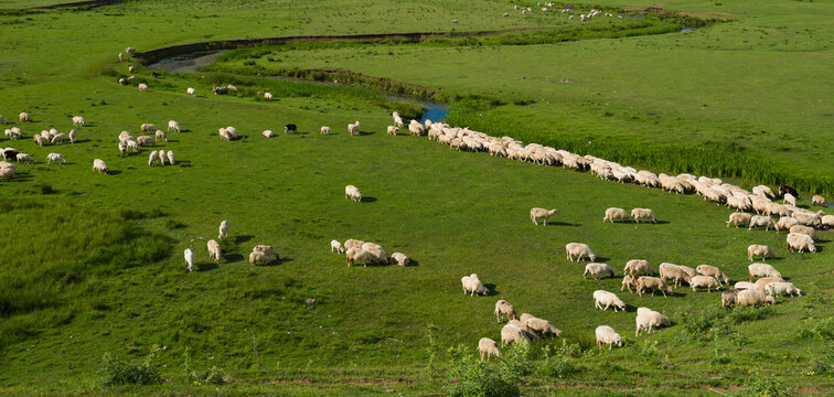 A flock of sheep grazing in a meadow in their natural habitat.