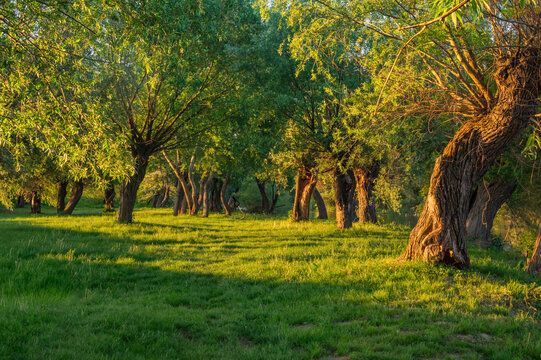 View of sunlight dances on the vibrant green field, casting shadows among the gnarled trees in a tranquil, verdant scene, Tomasikovo, Trnava Region, Slovakia.
