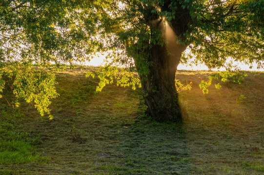 View of the sun's rays breaking through the canopy of a large tree on a grassy hill, casting long shadows across the ground, Tomasikovo, Slovakia.