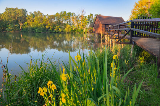 View of a wooden boathouse with a connecting bridge over the tranquil lake, framed by vibrant yellow irises and lush greenery, Tomasikovo, Trnava Region, Slovakia.
