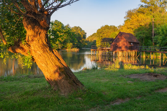 View of golden light caressing an old tree near a tranquil lake with a rustic wooden watermill house reflecting in the calm waters, Tomasikovo, Slovakia.