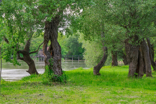 View of lush green foliage and gnarled tree trunks frame a glimpse of still water under a bridge, creating a serene landscape, Tomasikovo, Slovakia.