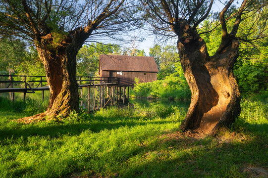 View of an old wooden mill house, perched above tranquil waters and framed by gnarled, ancient trees in a vivid, sun-drenched scene, Tomasikovo, Slovakia.