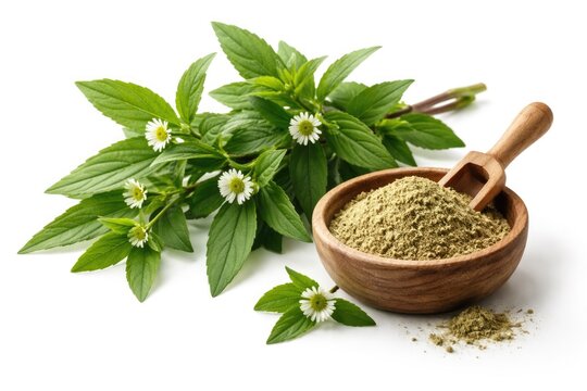 Natural green branch paired with false daisy powder against a pure white backdrop