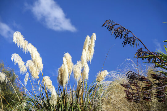 View of fluffy, white pampas grass swaying gently against a brilliant blue sky, contrasted by the dark spikes of flax, Arrowtown, Otago Region, New Zealand.
