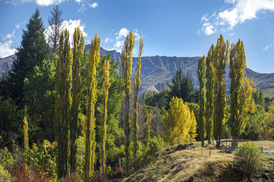 View of golden trees standing tall against a backdrop of rugged mountains under a blue sky speckled with clouds, a serene landscape, Arrowtown, Otago Region, New Zealand.