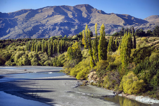 View of a braided river carves through a landscape of golden trees beneath the majestic, sun-drenched mountains, a scene of serene beauty, Arrowtown, Otago Region, New Zealand.