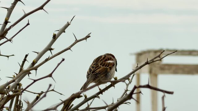 A tiny sparrow sits quietly on a sharp, thorny branch. The bird looks out toward the soft gray sky with a sense of peace and solitude. It is a calm, wintery scene by the sea.