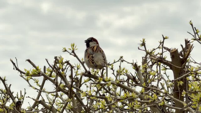 A small sparrow rests peacefully on a thorny bush with fresh green buds. The quiet scene evokes a sense of spring hope and calm. The bird gazes across the gray, cloudy horizon.