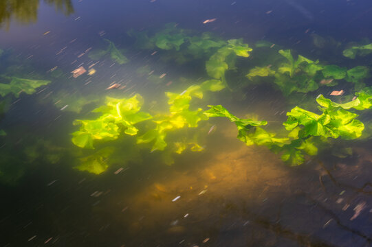 View of vibrant green aquatic plants dance beneath the dark, reflective water's surface, creating a mesmerizing interplay of light and shadow, Dunajsky Klatov, Trnava Region, Slovakia.