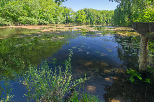 View of serene waters reflecting the vibrant green canopy above, with aquatic plants adding a layer of texture and depth, Dunajsky Klatov, Trnava Region, Slovakia.