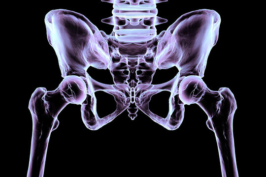 Normal healthy hip joints, 3D illustration