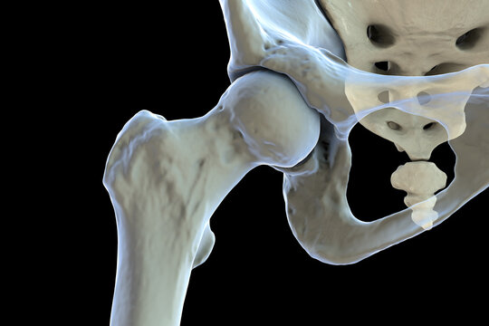 Normal healthy hip joint, 3D illustration