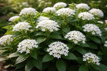 Fototapeta premium Healthy pentas lanceolata with white petals flourishing outdoors