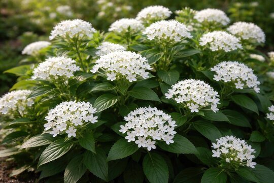 Healthy pentas lanceolata with white petals flourishing outdoors