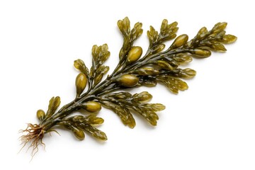 Naklejka premium Fucus vesiculosus seaweed strand highlighted on clean white background