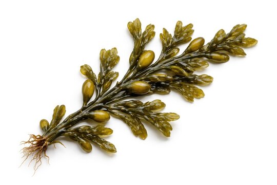 Fucus vesiculosus seaweed strand highlighted on clean white background