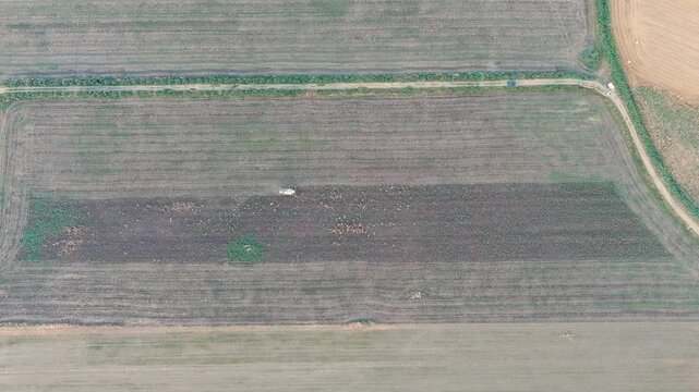 Ginosa, Italy. Harvesting a field with a combine harvester in the light of the evening sun. Drone footage, HEAD OVER SHOT
