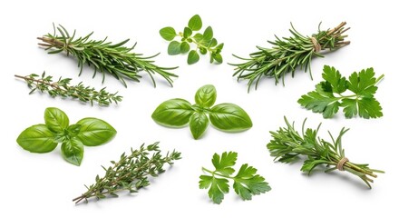 Obraz premium Assortment of Fresh Culinary Herbs Isolated on White