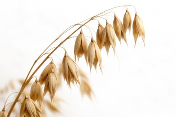 Fototapeta premium Close-up view highlighting the texture of a dried oat stalk on a plain white backdrop