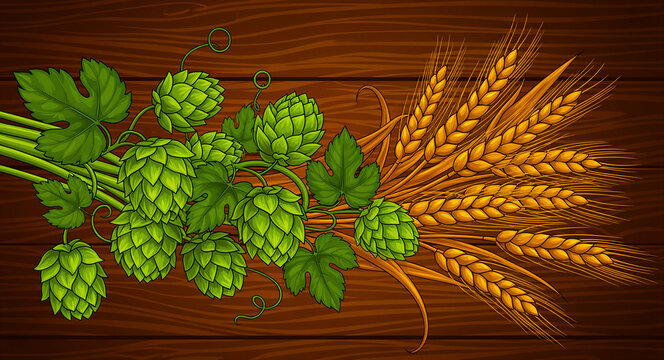 Illustration of fresh green hops and golden barley stalks on a dark wood background. Brewing ingredients for craft beer production. Ideal for pub menu design and alcohol branding campaigns.