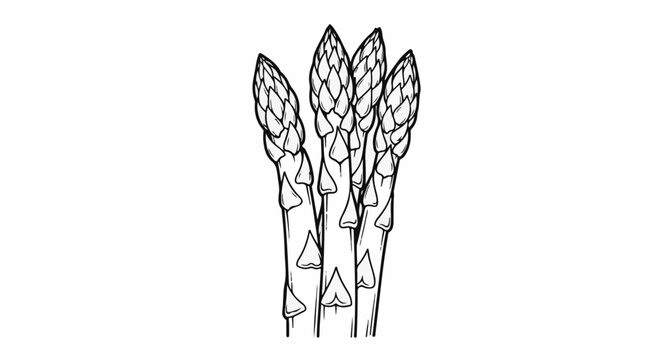 Hand-drawn sketch of a bunch of asparagus spears