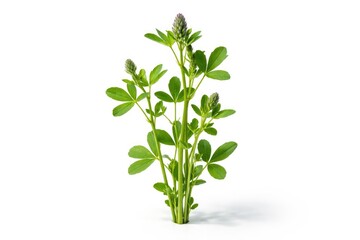 Fototapeta premium Isolated alfalfa stalks in sharp focus on a white studio background