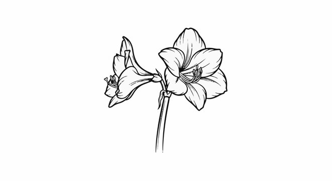 Detailed black and white sketch of two large amaryllis flowers on a stem
