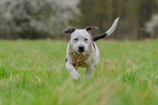 Happy spotted Staffordshire Bull Terrier dog running and playing on green grass