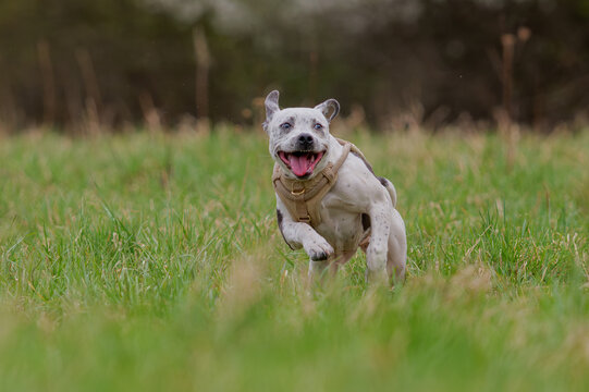Happy spotted Staffordshire Bull Terrier dog running and playing on green grass