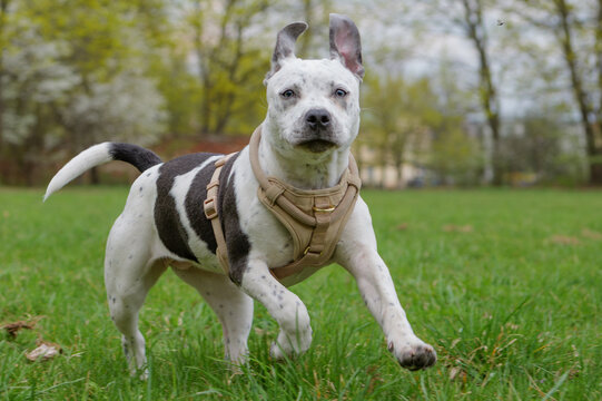 Happy spotted Staffordshire Bull Terrier dog running and playing on green grass