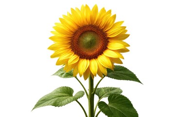 Fototapeta premium Fresh sunflower blossom isolated with stark white backdrop